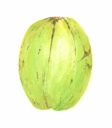 Noix de Coco, Sri Lanka, 2015